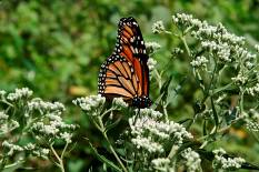 Monarch butterfly at Greenspur. (Photo by Bob Klips)